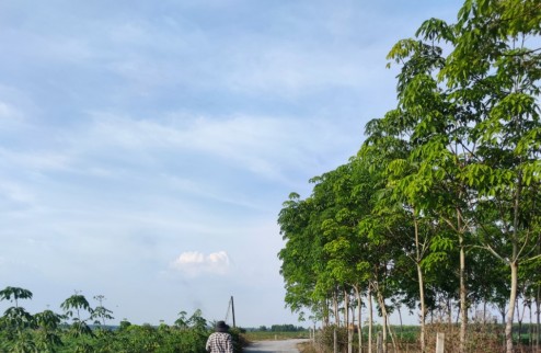 Sinh lời ổn định với đất vườn chỉ 393 triệu/sào - Sổ riêng Tây Ninh